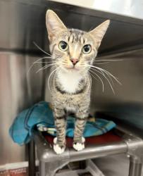 Shelter Stray Female Cat last seen Near W Mutton Hollow Rd, Kaysville, UT 84037, USA, 1422 E 600 N, Fruit Heights, UT 84037, USA