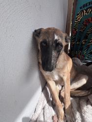 Found/Stray Female Dog last seen Del rosa elementry, San Bernardino, CA 92404
