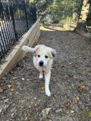 Found/Stray Male Dog last seen Lindbergh & Eureka Dr, Atlanta, GA 30305