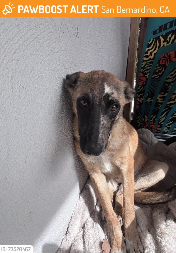 Found/Stray Female Dog last seen Del rosa elementry, San Bernardino, CA 92404