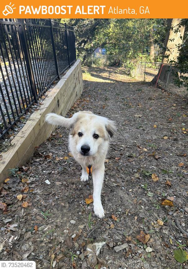 Found/Stray Male Dog last seen Lindbergh & Eureka Dr, Atlanta, GA 30305