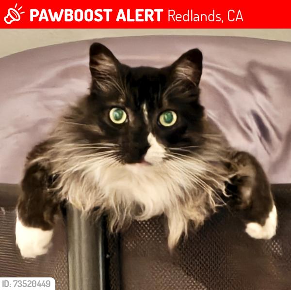 Lost Male Cat last seen Colton and wabash, Redlands, CA 92374
