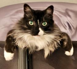 Lost Male Cat last seen Colton and wabash, Redlands, CA 92374