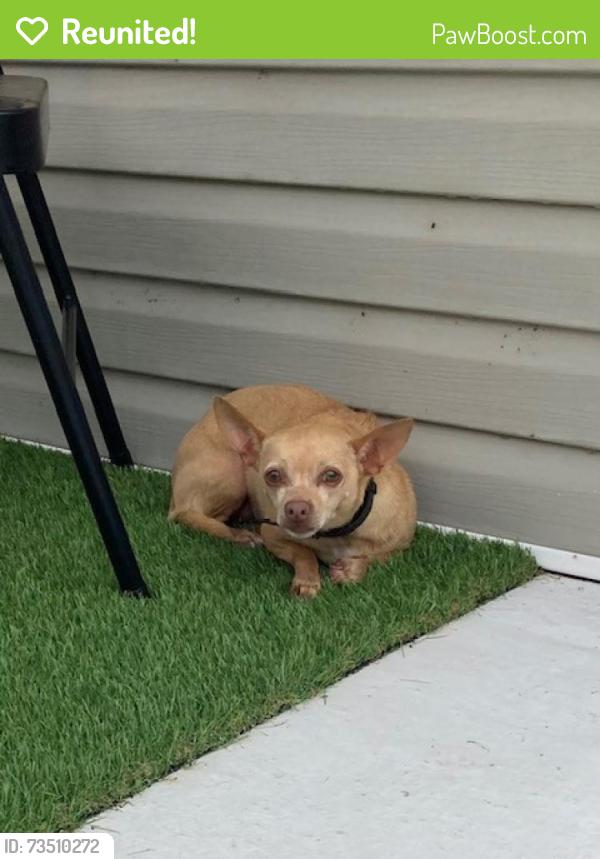 Reunited Female Dog last seen First Church of Nazarene, Louisville, KY 40214