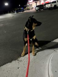Reunited Male Dog last seen Todd Park, Edina, MN, Edina, MN 55424