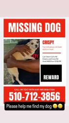Lost Female Dog last seen Empire and Coral Rd, Oakland, CA 94603