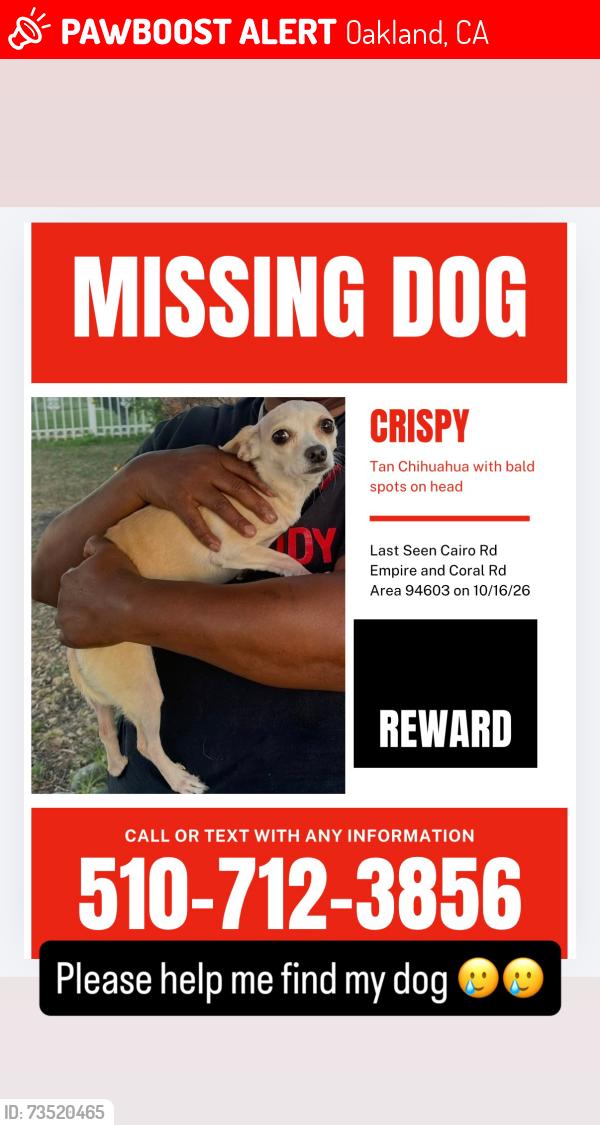 Lost Female Dog last seen Empire and Coral Rd, Oakland, CA 94603