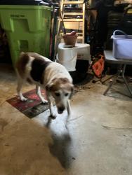 Reunited Male Dog last seen Horse Shoe Bend, Trent Woods, NC 28562