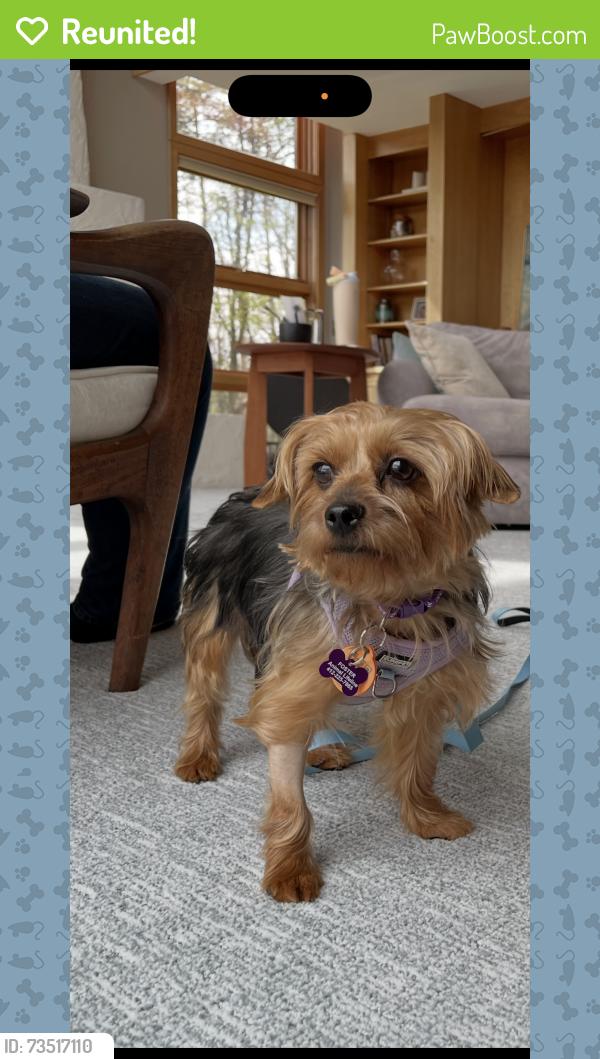 Reunited Female Dog last seen Myoma road, Adams Township, PA 16046