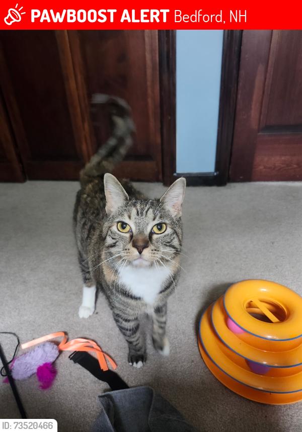 Lost Female Cat last seen birkdale rd and joppa hill rd, Bedford, NH 03110