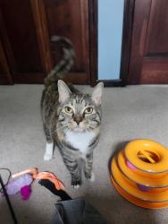 Lost Female Cat last seen birkdale rd and joppa hill rd, Bedford, NH 03110