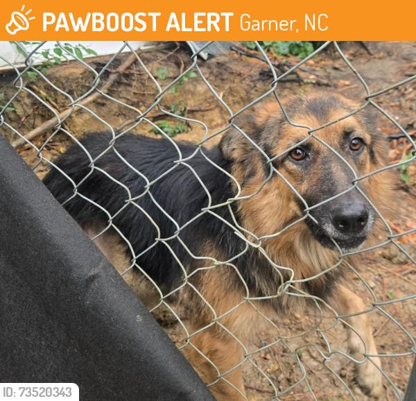 Found/Stray Female Dog last seen Corwin Rd and Weston Rd Garner, NC, Garner, NC 27529