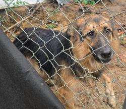 Found/Stray Female Dog last seen Corwin Rd and Weston Rd Garner, NC, Garner, NC 27529
