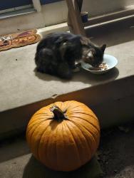Found/Stray Unknown Cat last seen Forest Ridge, Strahaven & Amber Wood street., Dayton, OH 45424