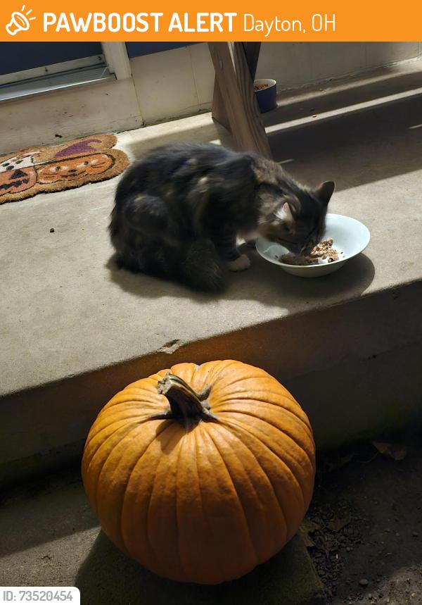 Found/Stray Unknown Cat last seen Forest Ridge, Strahaven & Amber Wood street., Dayton, OH 45424