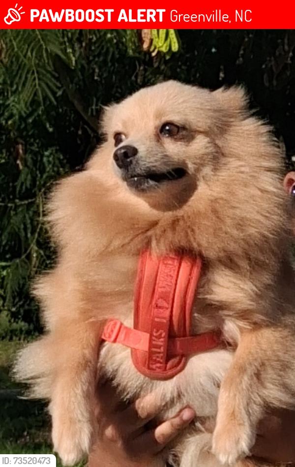 Lost Male Dog last seen West greenville, Greenville, NC 27834