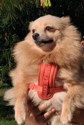 Lost Male Dog last seen West greenville, Greenville, NC 27834