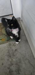 Found/Stray Unknown Cat last seen Ariel glen apmts, Bend, OR 97702