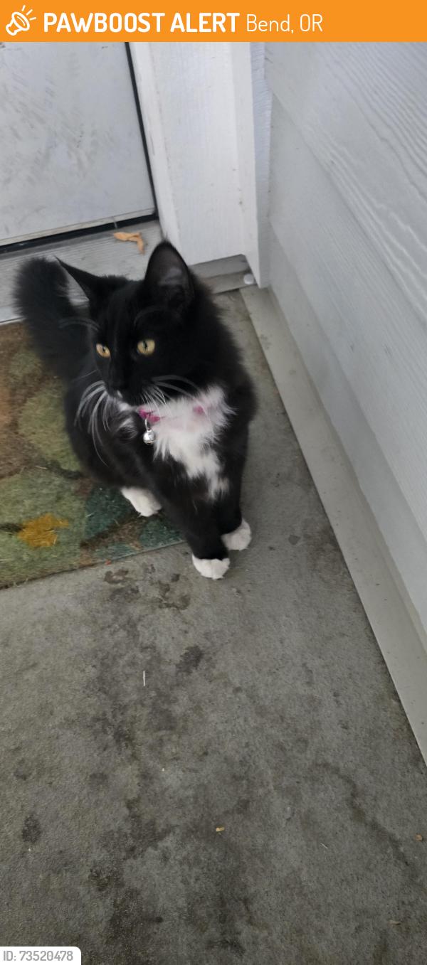 Found/Stray Unknown Cat last seen Ariel glen apmts, Bend, OR 97702