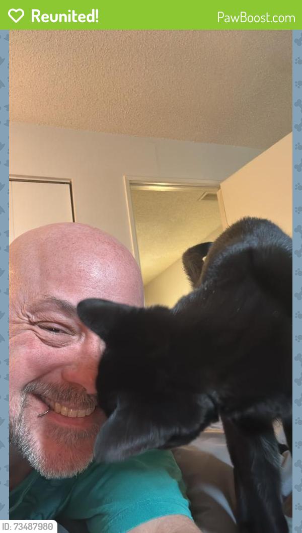 Reunited Male Cat last seen Remedy Cafe, 109st, Edmonton, AB T6E 4M7