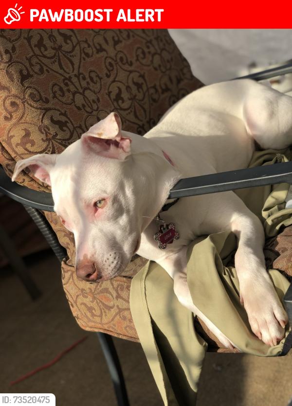 Lost Female Dog last seen Suitland road, Suitland-Silver Hill, MD 20746