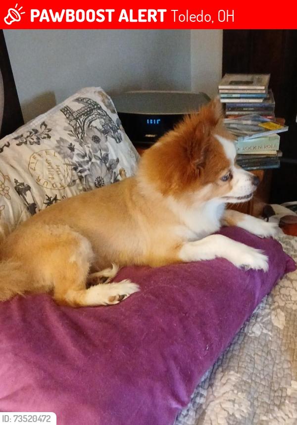 Lost Female Dog last seen Dorr, Upton, fernwood, Toledo, OH 43607