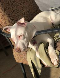 Lost Female Dog last seen Suitland road, Suitland-Silver Hill, MD 20746