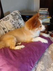 Lost Female Dog last seen Dorr, Upton, fernwood, Toledo, OH 43607