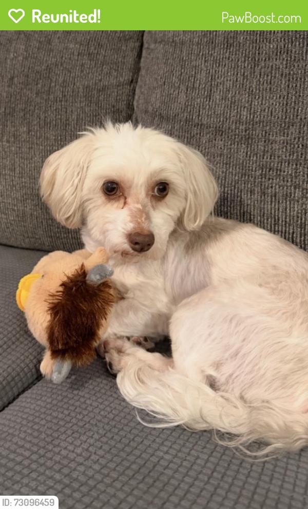 Reunited Male Dog last seen Pecos and Carey, Las Vegas, NV 89115
