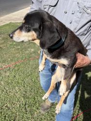 Found/Stray Female Dog last seen Alpine Shore, San Antonio, TX 78254