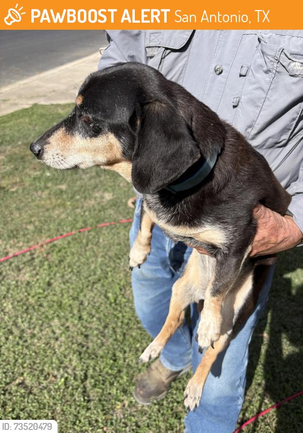 Found/Stray Female Dog last seen Alpine Shore, San Antonio, TX 78254