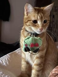 Lost Female Cat last seen Near points and Sadora sw, Albuquerque, NM 87105