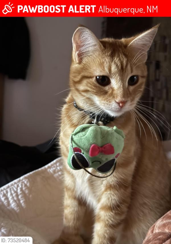 Lost Female Cat last seen Near points and Sadora sw, Albuquerque, NM 87105