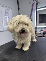 Lost Male Dog last seen Del sol blvd., San Diego, CA 92154