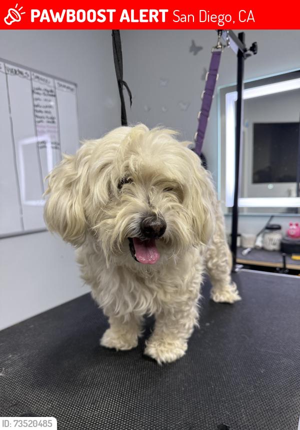 Lost Male Dog last seen Del sol blvd., San Diego, CA 92154