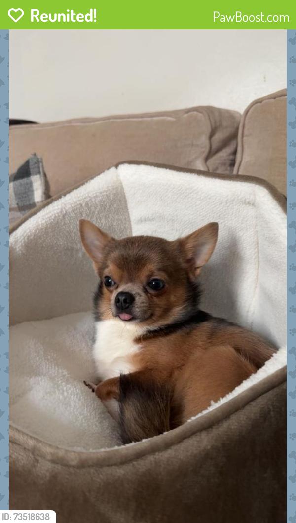 Reunited Male Dog last seen Blackburn road, Blackburn with Darwen, England BB3 0AG
