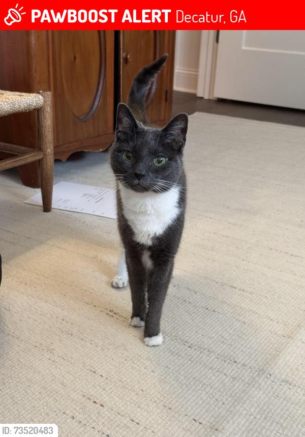 Lost Female Cat last seen E Howard Ave + Hillyer Place, Decatur, GA 30030