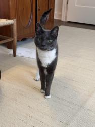 Lost Female Cat last seen E Howard Ave + Hillyer Place, Decatur, GA 30030