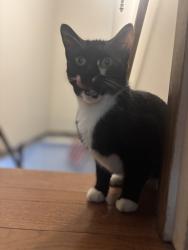 Reunited Female Cat last seen Hill Rd and Sandy Plains, Cobb County, GA 30062