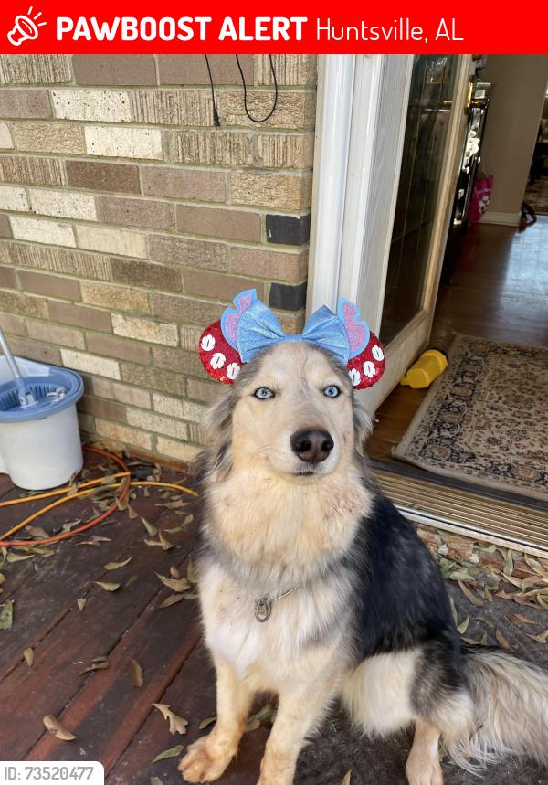 Lost Female Dog last seen Sherwood Park park, Huntsville, AL 35806