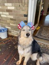 Lost Female Dog last seen Sherwood Park park, Huntsville, AL 35806