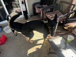 Found/Stray Unknown Dog last seen Tiguas, Fort Hood, TX 76544