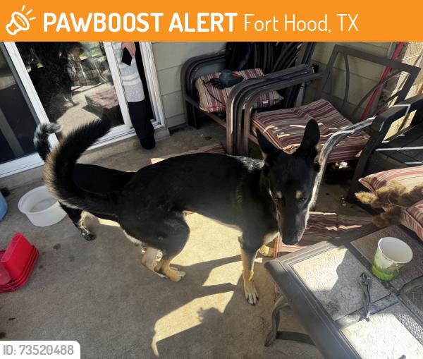 Found/Stray Unknown Dog last seen Tiguas, Fort Hood, TX 76544