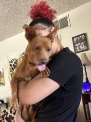 Found/Stray Male Dog last seen Fresno and Shaw, Fresno, CA 93710