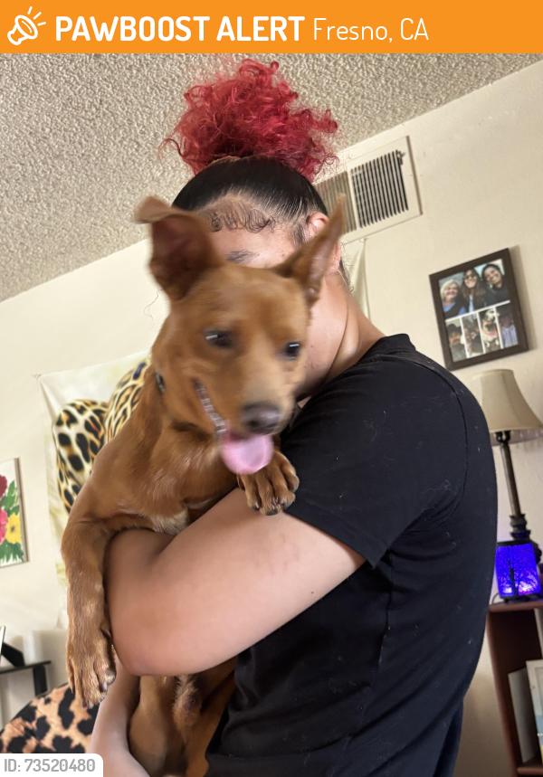 Found/Stray Male Dog last seen Fresno and Shaw, Fresno, CA 93710
