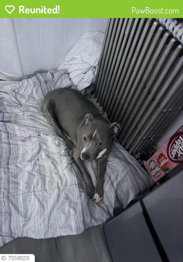 Reunited Female Dog last seen Near w Norwegian st, Pottsville, PA 17901