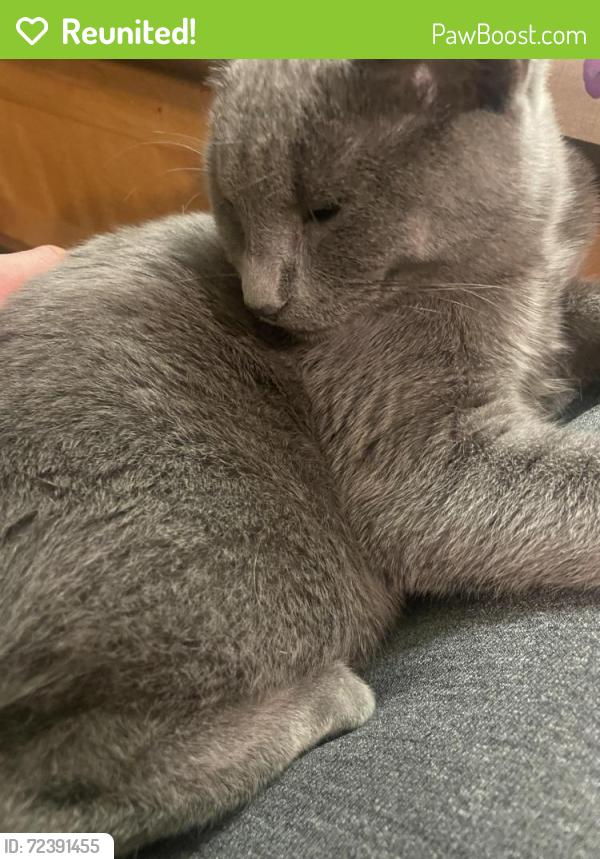 Reunited Female Cat last seen Hall & 22, Beaverton, OR 97008