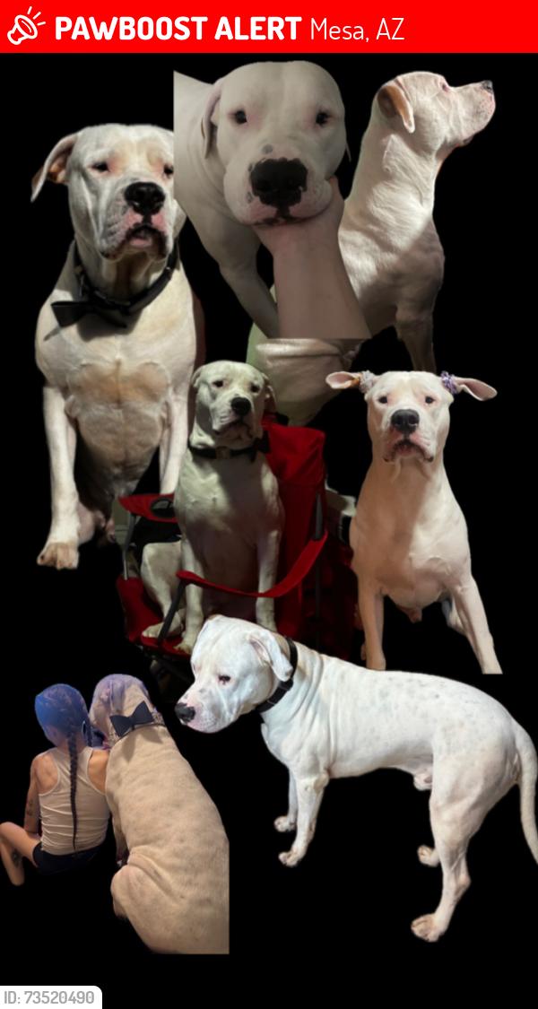 Lost Male Dog last seen 58th st, Mesa, AZ 85205