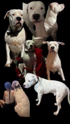 Lost Male Dog last seen 58th st, Mesa, AZ 85205