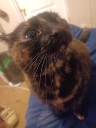 Reunited Female Cat last seen Near scenic river dr, Houston, TX 77044